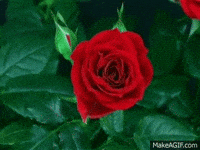 rosa GIF