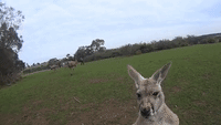 Kangaroos Play on Phillip Island