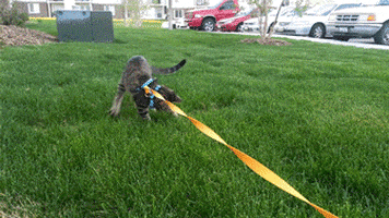 cat leash GIF