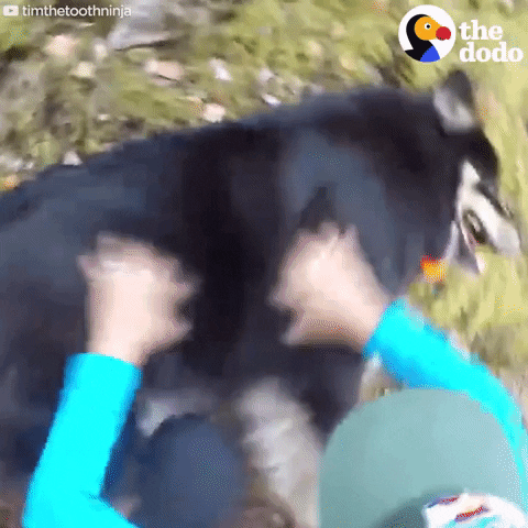 dog GIF by The Dodo