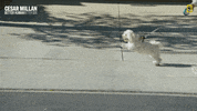 Dogwhisperer GIF by National Geographic Channel