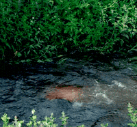 jamie fraser ross poldark GIF