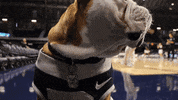 Happy Butler Bulldogs GIF by Butler University