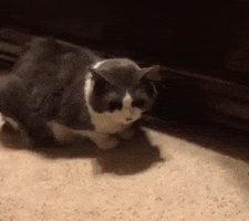 cute cats GIF