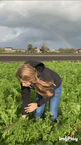 Carrot GIF by Pop Vriend Seeds