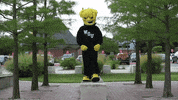 Wu_Shock wsu wu wushock shockers GIF