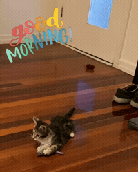 Good Morning Cat GIF