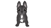 French Bulldog Sticker by zoopeez