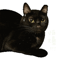 Scared Black Cat Sticker