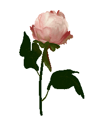 Flower Sticker