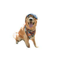 Sirwinstonthebeau Sticker