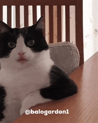Cat Tajikistan GIF