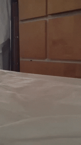 cat playing GIF