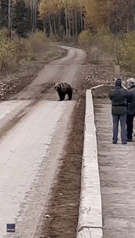 Grisly Surprise: Bear Lunges Towards Visitors in British Columbia's Babine River Corridor Park