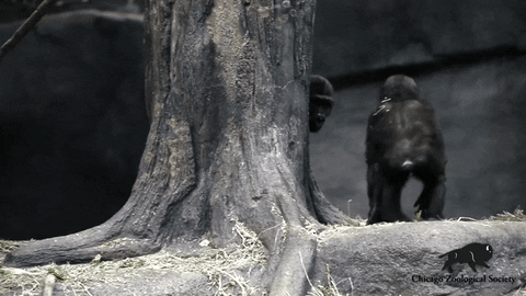 Catch Me If You Can Family GIF by Brookfield Zoo