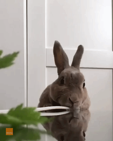 Adorable Rabbit Gets Busy Eating Greens