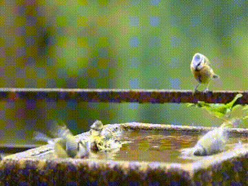 Bird Bath GIF
