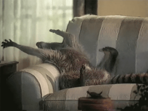 raccoon stretching GIF
