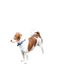 Jackdog Sticker by IM Home Inspections
