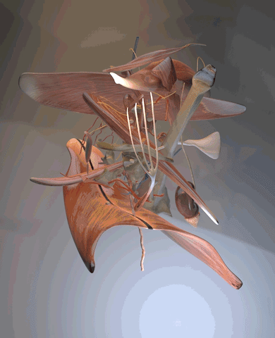 anatomy GIF by Martin Onassis