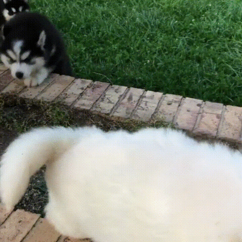 eyebleach GIF