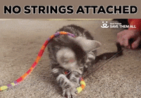 no strings attached kitten GIF by Best Friends Animal Society