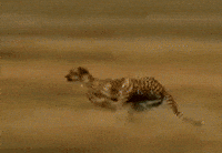 antelope GIF