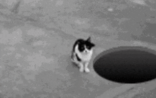 Video gif. Blurry video of a cat sitting next to an open manhole. The cat lays down to rub its back against the floor but accidentally rolls into the manhole.