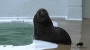 BrookfieldZoo baby water bye silly GIF