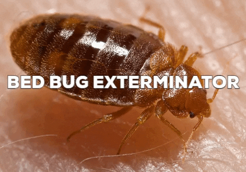 luveniarucinski3114 giphygifmaker bed bug exterminator GIF