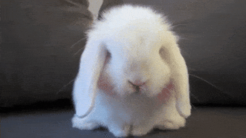 Bunny Rabbit GIF