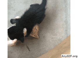cats playing GIF