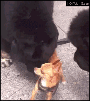 dogs GIF