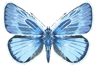 Illustration Butterfly Sticker