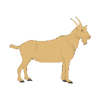 Goat Zeige Sticker by Tierärzte ohne Grenzen e.V.
