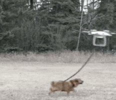 dog drone GIF by Product Hunt