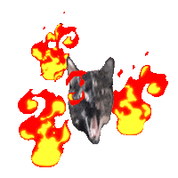 Cat Fire Sticker