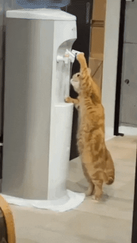 cuteanimalland giphyupload GIF