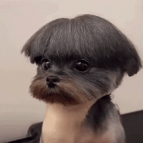 Dog Barber GIF by Respective
