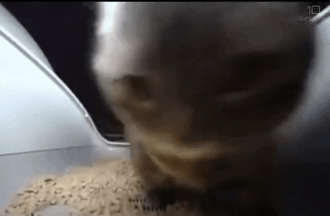 LynxValhalla giphyupload cat cat happy chipi chipi GIF