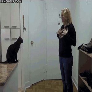 cat jumping GIF by Cheezburger