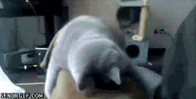 tired cat GIF by Cheezburger