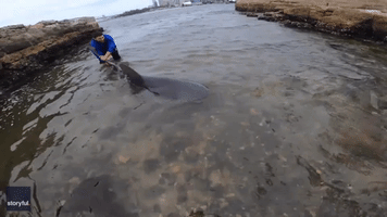 Fishermen Capture and Release Large Bull Shark