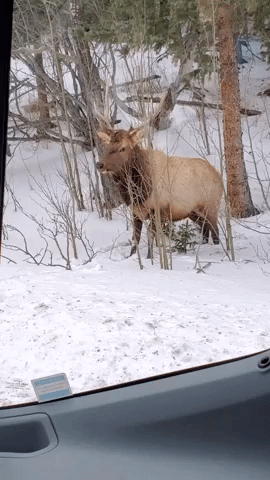 Estes Park Visitors Get Up-Close Look at Bull Elk