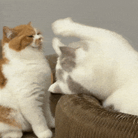 Likekola fight cat epicfail likekola GIF