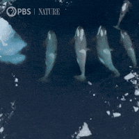 Explore Killer Whales GIF by Nature on PBS