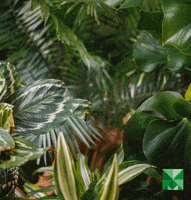 plant yes GIF by MatPrat