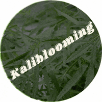 kalibloom  GIF