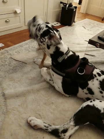 playing big dog GIF