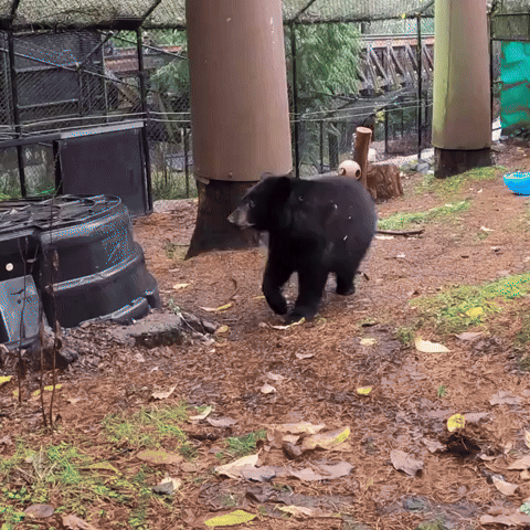 Orphaned Bear Cubs Settle In at Oregon Zoo
